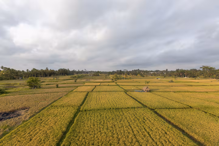 Peace among the temples of Bali 2026 — Photo 3