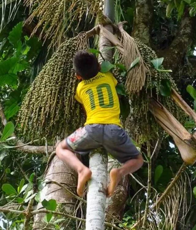 Amazzonia e Nordeste: Fiume, Festa e Oceano — Foto 1