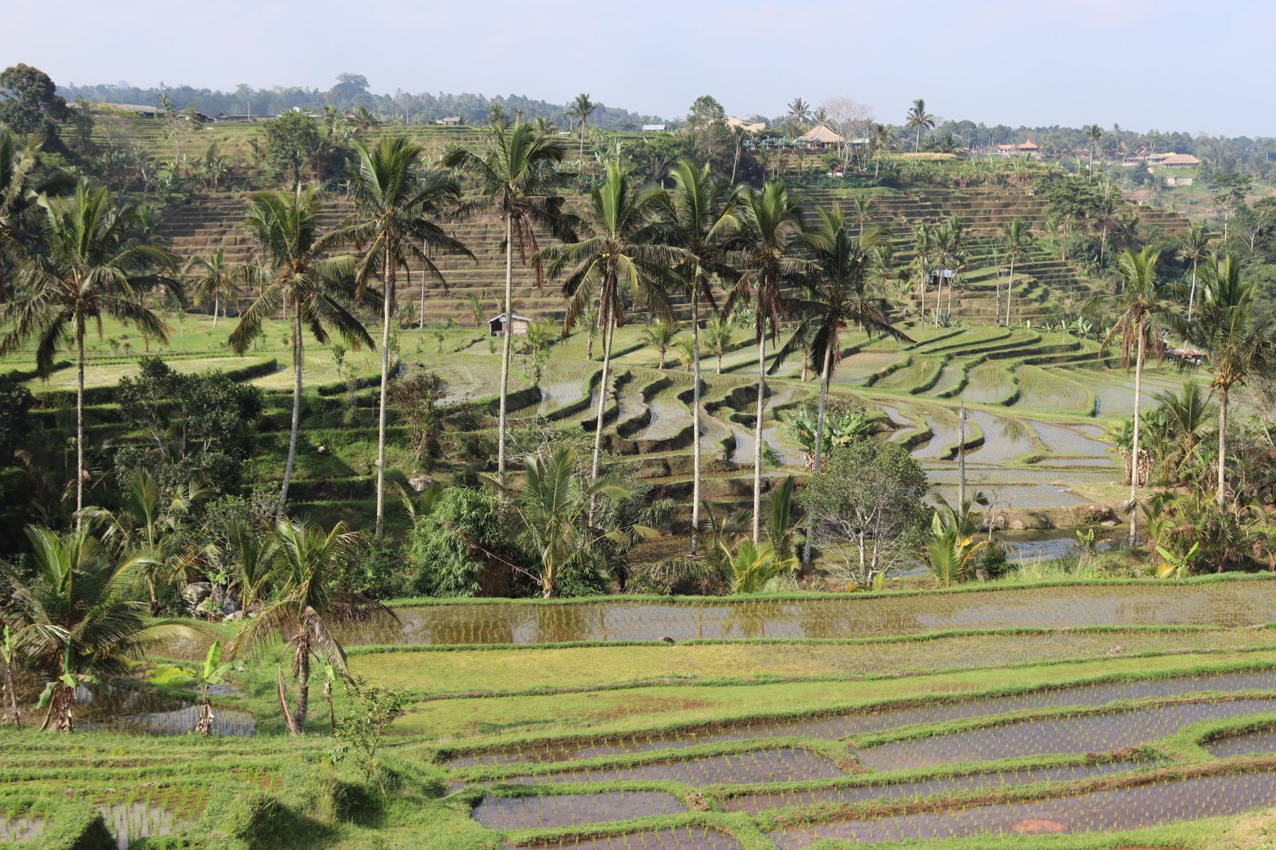Risaie terrazzate di Jatiluwih attraversate dall’acqua tra alte palme.