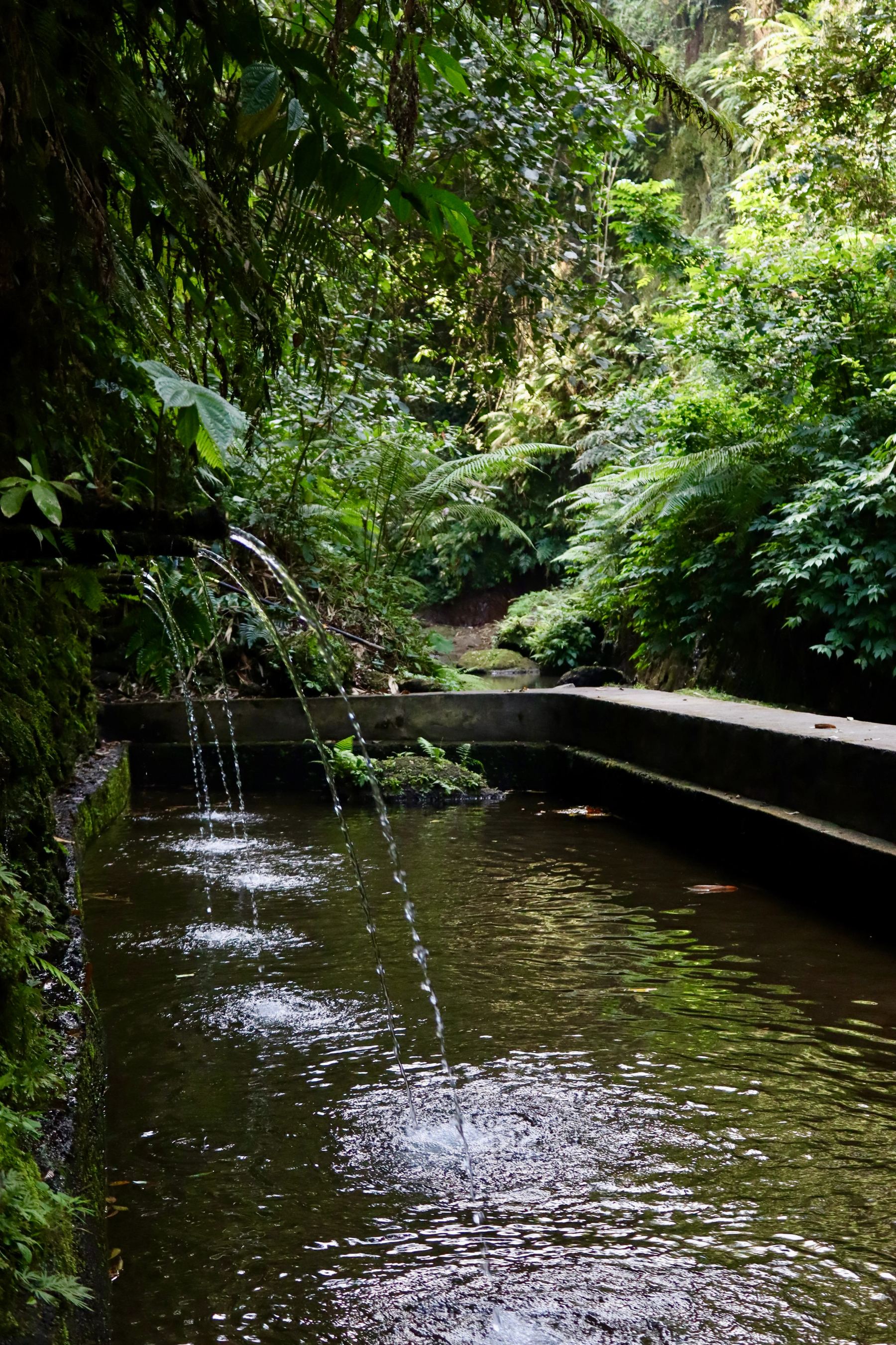 Getti d’acqua alimentano una vasca nella foresta presso Suwat.