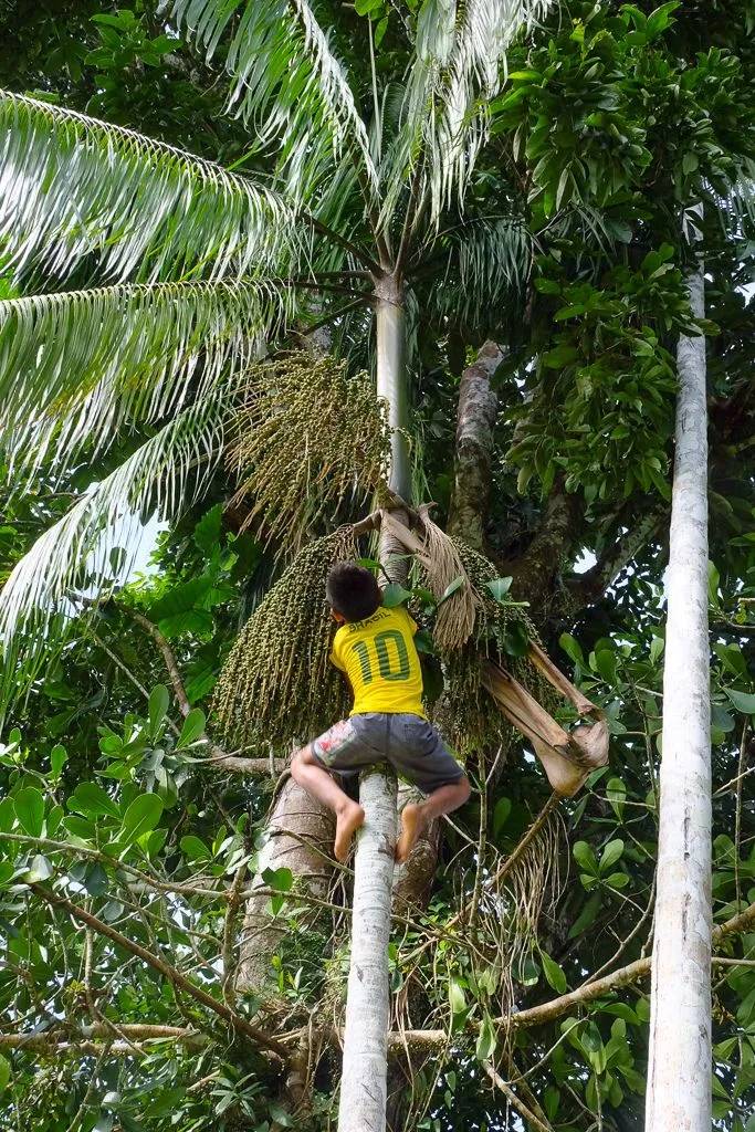 Amazzonia e Nordeste: Fiume, Festa e Oceano