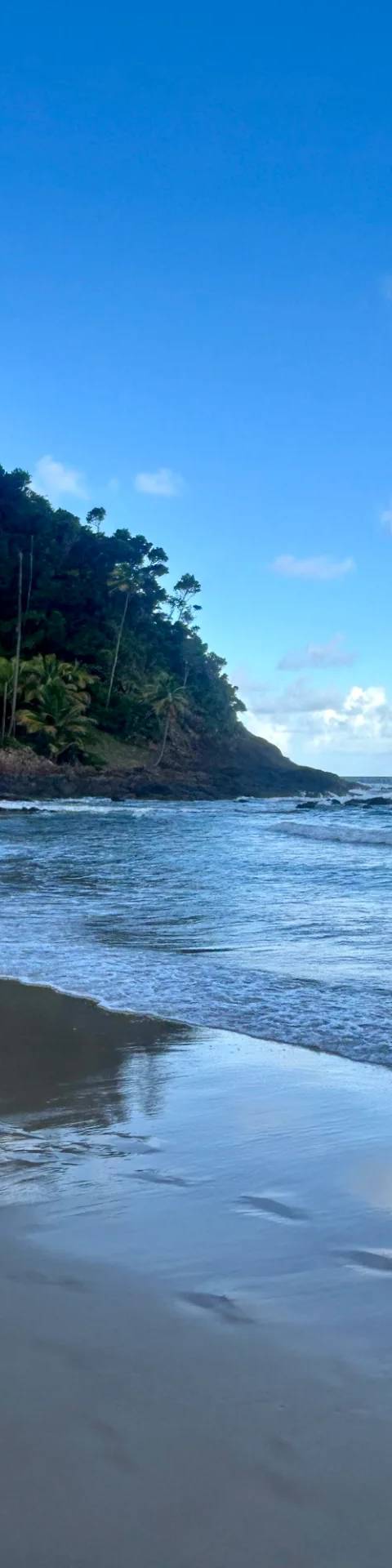 Ocean and Forest — Photo 1